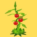 Tomatrio - Plants vs Brainrots Plants Secret